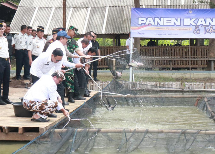 Lapas Bukan Sekadar Penjara! Menteri Imipas Panen Raya Padi dan Ikan di Cirebon