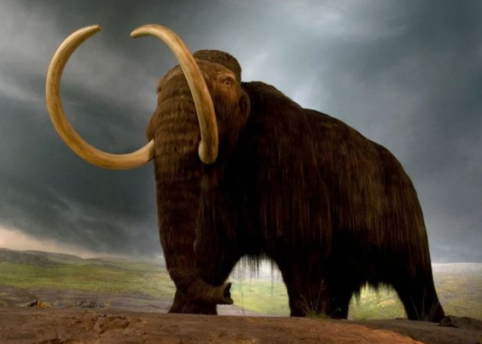 Canggih! Kemajuan Ilmu Genetika Bisa Hidupkan Kembali Mammoth Berbulu yang Sudah Punah