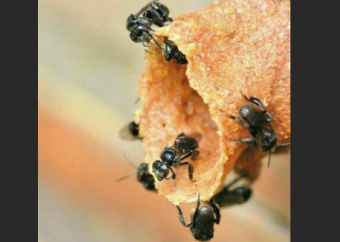Mengenal Lebah Madu Klanceng Trigona yang Bisa Bikin Cuan Semanis Madu, Lalu Zonk Pasca PT MBM Pailit