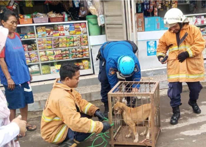 Anjing Liar Hebohkan SD Negeri Pahlawan Cirebon, Petugas Damkar Sigap Evakuasi