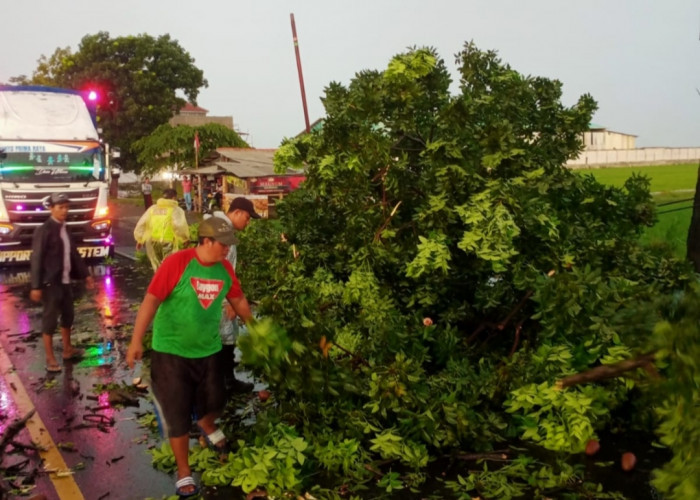 Pohon Tumbang di Gebang Mekar Cirebon, Lalu Lintas Sempat Terganggu