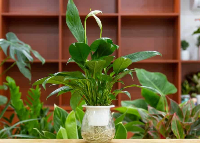 Perawatannya Praktis, 6 Tanaman Hias Outdoor Hidroponik ini Dapat Hiasi Teras Rumah dengan Mudah