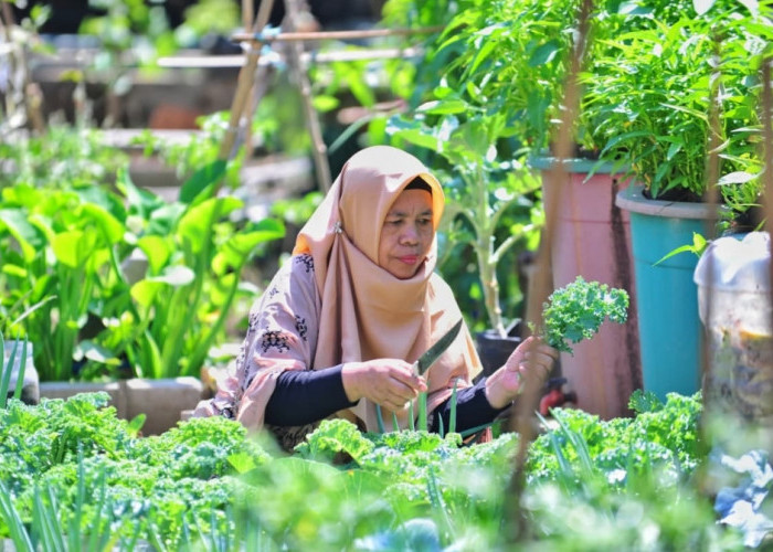 KWT Mandiri Cimahi Sulap Hasil Kebun Jadi 14 Produk Olahan, Dukung Ketahanan Pangan Keluarga