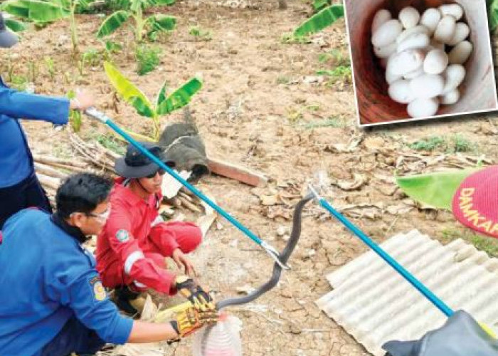Geger! Damkar Indramayu Evakuasi Kobra di Permukiman, Puluhan Telur Ditemukan di Bawah Tumpukan Asbes