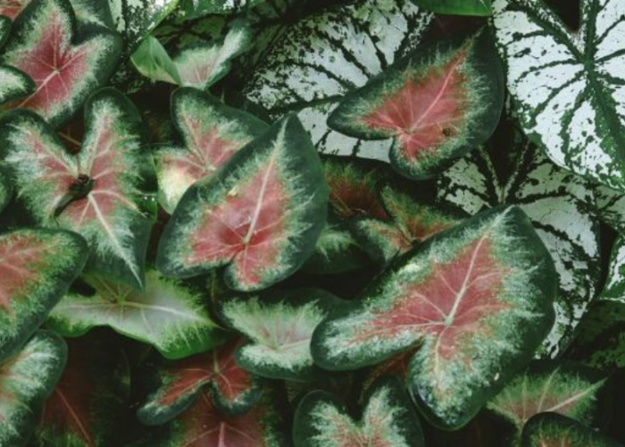 8 Tanaman Hias Daun Populer untuk Rumah, Cantik, Mudah Dirawat dan Cocok di Berbagai Sudut