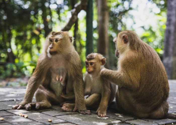 Puluhan Kawanan Monyet Serbu Pemukiman Warga di Taman Kalijaga Kota Cirebon 