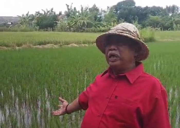 Cari Bibit Padi Unggul, Dewan Pakar Pertanian Cirebon Lakukan Penelitian ke Gianyar Bali
