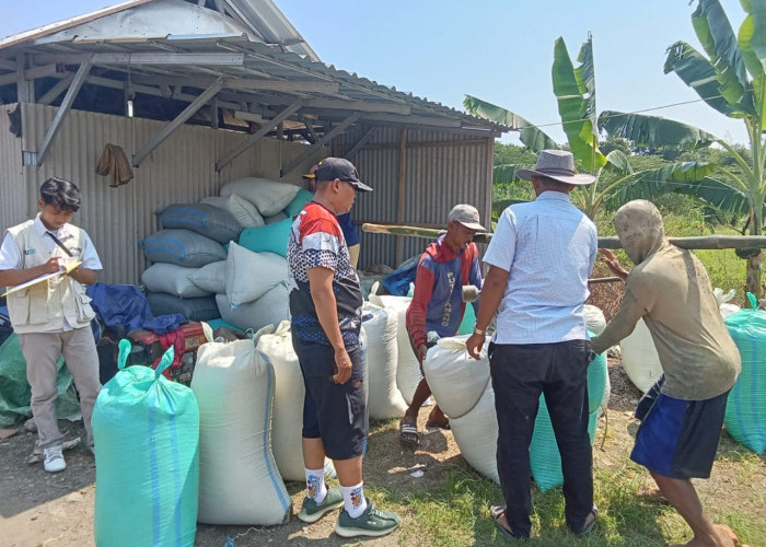 Babinsa Kelurahan Pulasaren Kawal Tim Serap Gabah Bulog di Sawah Poktan Sipanggang Jaya