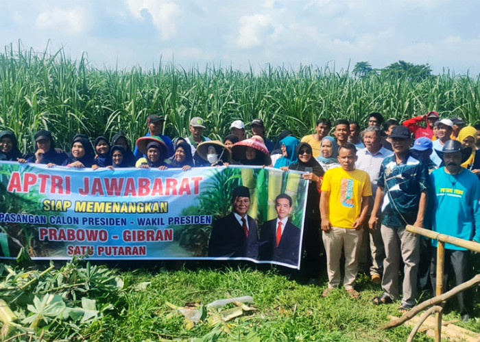 200 Ribu Petani Tebu di Jawa Barat Siap Menangkan Prabowo-Gibran  