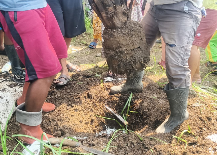Warga Cigobang Cirebon Cabut Sawit, Aksi Terhenti Usai Tiga Pohon Dicabut