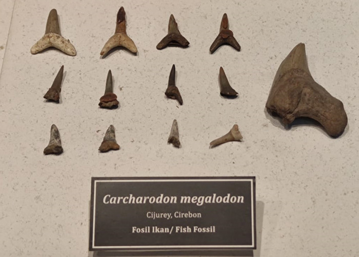 Melihat Fosil Gigi Hiu Megalodon dari Majalengka di Museum Geologi Bandung, Gigitan Bisa Meremukan Tulang
