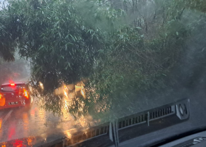 BREAKING NEWS: Pohon Bambu Nyaris Roboh di Jalan Raya Plangon, Desa Sumber Kidul Banjir
