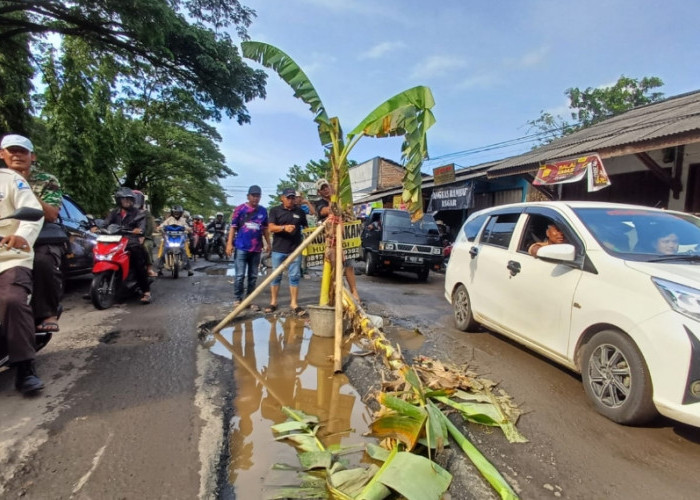 Jalan Kanci–Sindanglaut Rusak Parah dan Banjir, Warga Tanam Pisang di Tengah Jalan