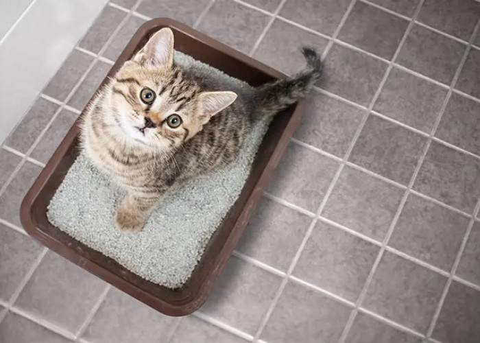 5 Cara Mencuci Pasir Kucing yang Benar Agar Tidak Menyisakan Bau yang Menyengat
