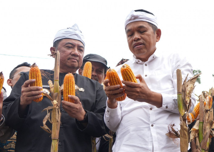 Dedi Mulyadi Dorong Penguatan Ekonomi Desa Lewat Program Swasembada Pangan