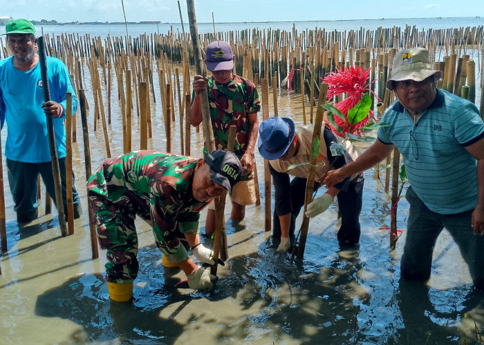 Babinsa Kesepuhan Ikuti Kegiatan Penanaman Mangrove dan Clean Up di Pesisir Pantai
