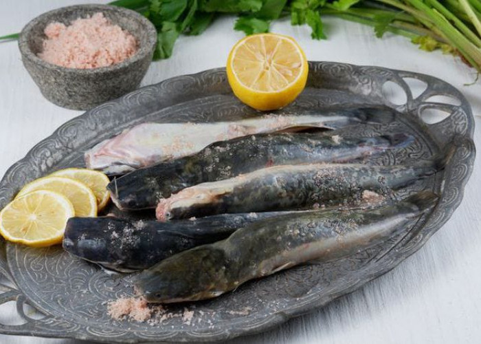 Tips Membersihkan Ikan Lele Berlendir Sebelum Dimasak, Gunakan Bahan Ini
