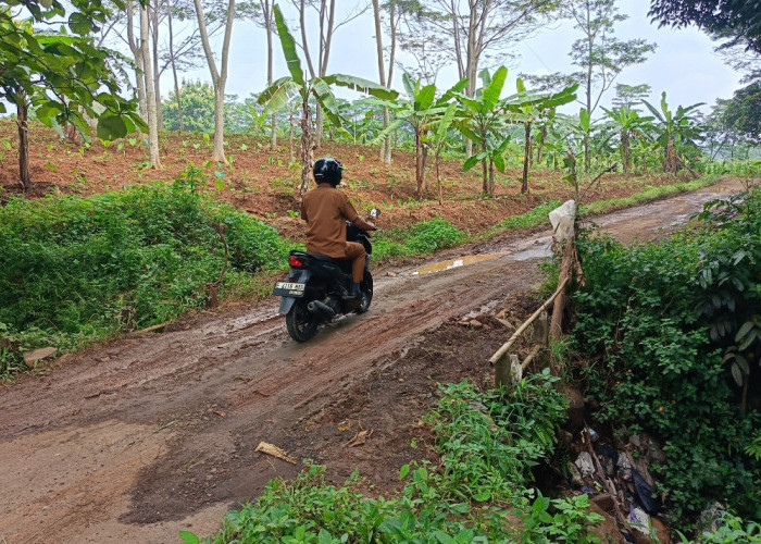 Mengkhawatirkan! Jalur Penghubung Jatipancur–Durajaya Terancam Ambruk
