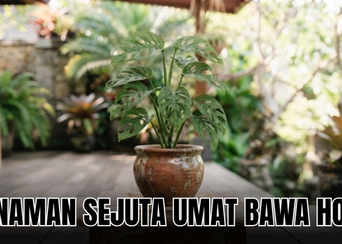 Mau Rumah Penuh Keberuntungan? Rawat 5 Tanamana Hias Pembawa Hoki Menurut Feng Shui Ini Sekarang Juga!