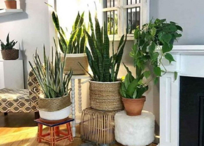 Bikin Rumah Lebih Fresh, Ini 6 Tanaman Indoor Gantung Minimalis yang Mudah Dirawat