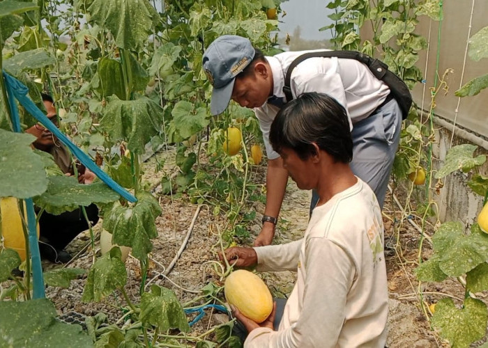 Wisata Petik Melon di Indramayu Jadi Daya Tarik Edukasi dan Agrowisata Keluarga