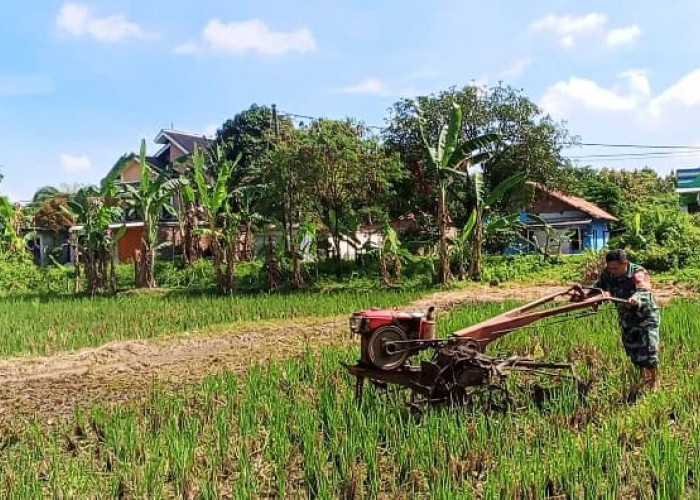 Babinsa Kesenden Turun ke Sawah, Dukung Ketahanan Pangan Nasional