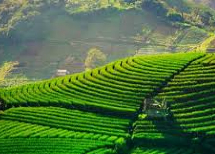 Jangan Sampai Salah! Ini Jam dan Bulan Terbaik untuk ke Terasering Panyaweuyan