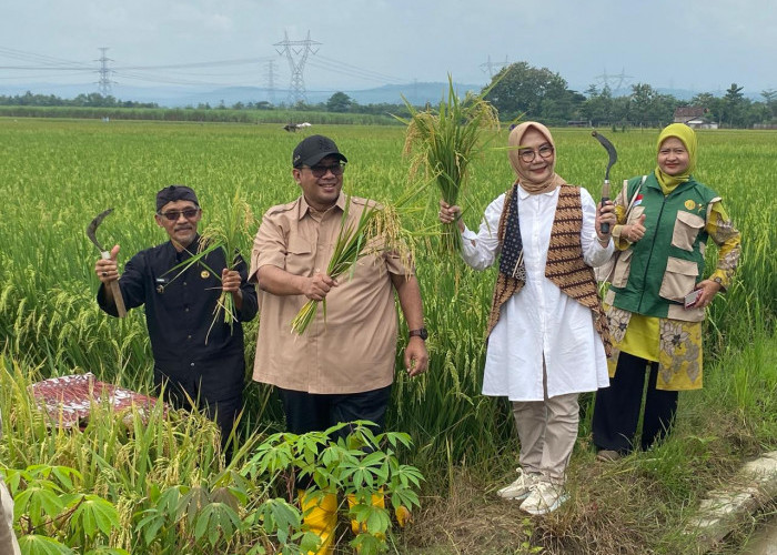 Dorong Ketahanan Pangan Nasional, George Edwin Sugiharto Panen Raya Padi 