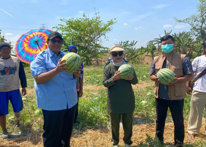 George Edwin Sugiharto Gelar Panen Raya Semangka di Desa Blender Kabupaten Cirebon