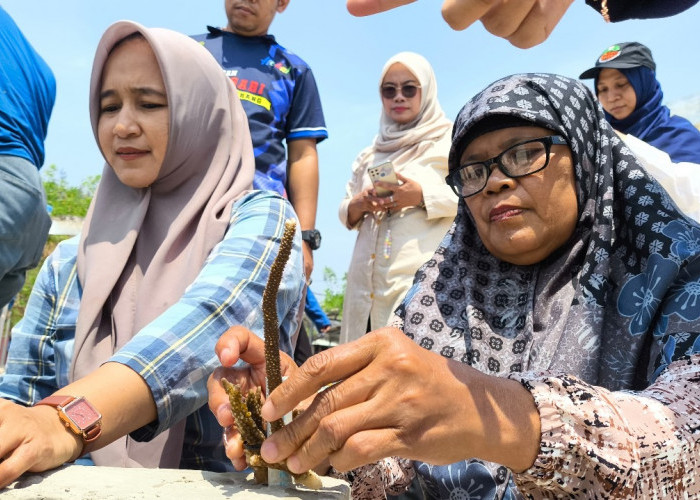 Pertamina Patra Niaga Regional Jawa Bagian Barat Lestarikan Terumbu Karang Pulau Untung Jawa