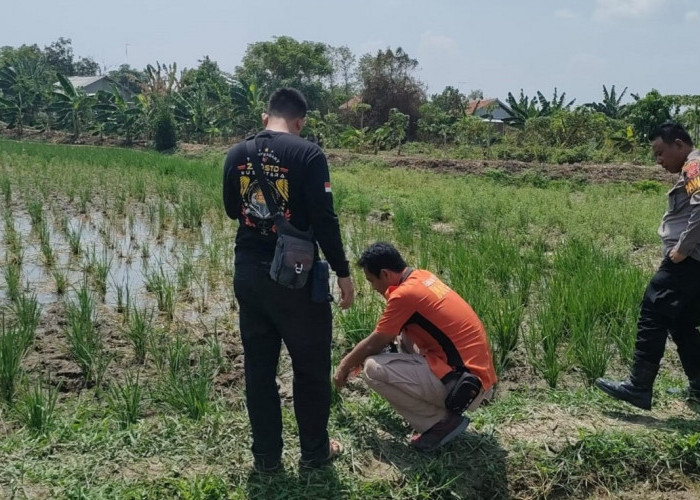 Petani Indramayu Meninggal Kesetrum 'Tikus Berlistrik'