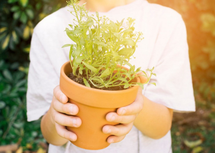 10 Tanaman Pengusir Nyamuk yang Ampuh, Alami, dan Mudah Ditanam di Rumah