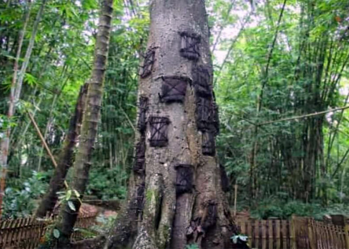 Fakta Unik Suku Toraja, Ritual Passiliran Pemakaman Bayi di Pohon Besar, Bikin Bulu Kuduk Merinding