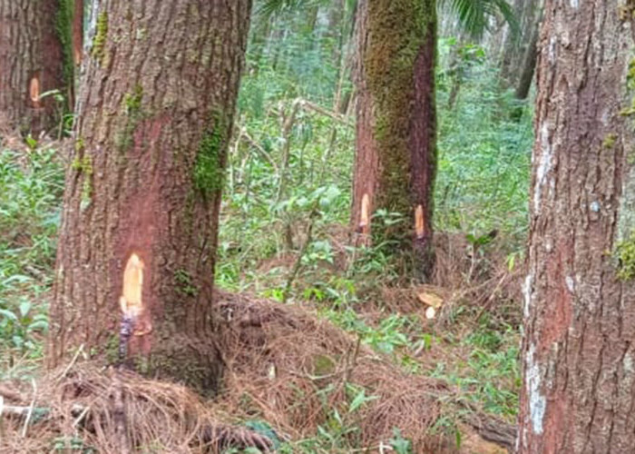 Aktivitas Ilegal di Gunung Ciremai Kuningan Terjadi di 8 Lokasi, Petugas Amankan Barang Bukti
