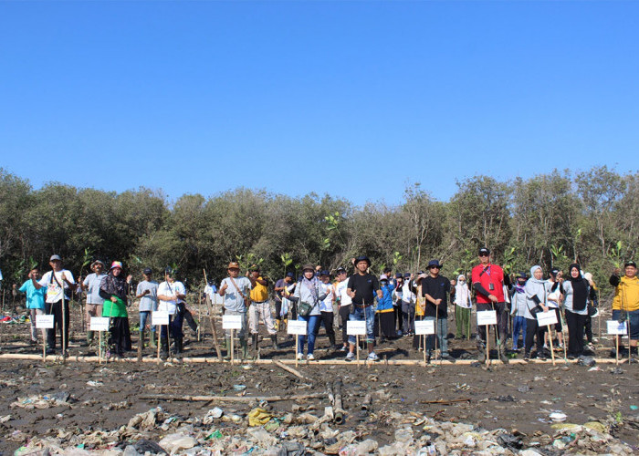 Taspen Cirebon Tanam 5.000 Mangrove di Pesisir Kesenden Kota Cirebon