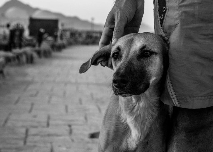 Jawa Barat Pemasok Daging Anjing ke Jakarta dan Jateng: Ada Pengepul di Kuningan, Majalengka dan Indramayu