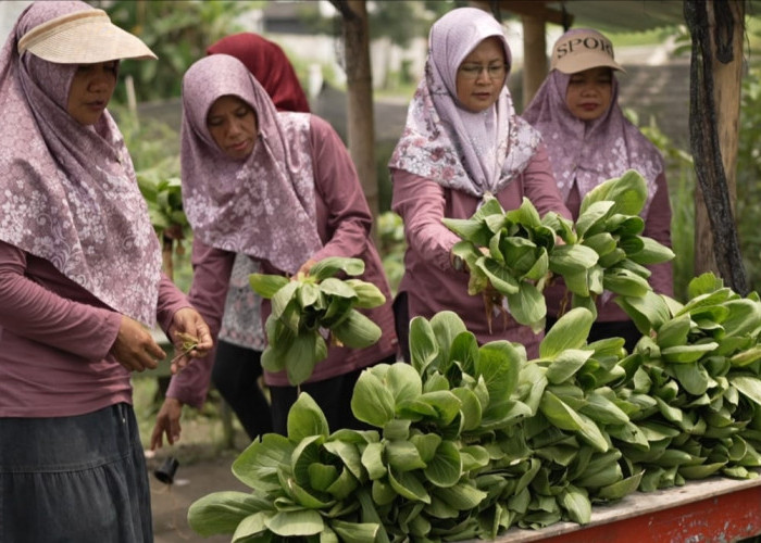 Berkat MBG, Kelompok Tani Wanita di Karanganyar Lebih Mudah Salurkan Panen Sayuran