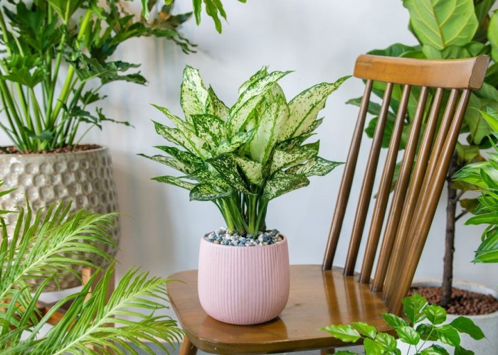 6 Tanaman Minimalis Hias Pot Gantung yang Cocok untuk Teras Sempit, Nomor 4 Bikin Rumah Jadi Mewah