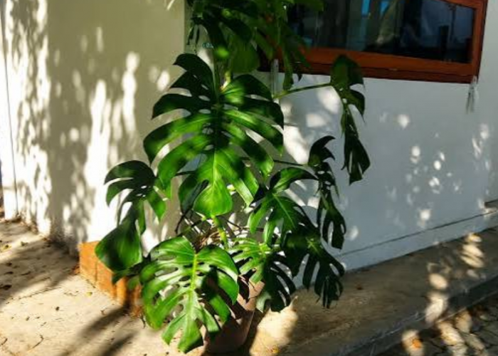 Bikin Rumah Makin Hidup, 6 Tanaman Hias Daun Ini Tawarkan Warna Unik, Bentuk Cantik dan Perawatan Mudah