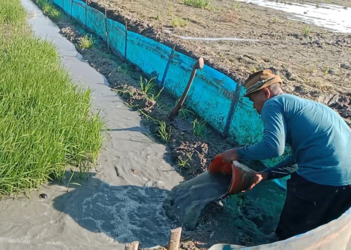 Tak Tidur Demi Dapat Air, Kisah Petani Indramayu Melawan El Nino Godzilla
