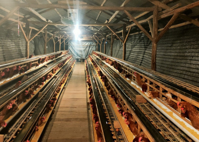 Tak Disangka! Usaha Ayam Petelur BUMDes Lemahabang Tembus Ratusan Butir per Hari!