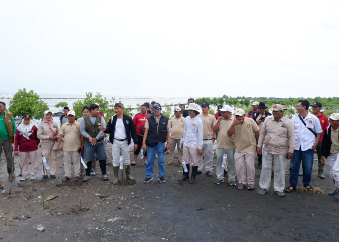 Cegah Abrasi Pesisir, DPC Gerindra Indramayu Tanam 1.200 Mangrove di Desa Tanjakan