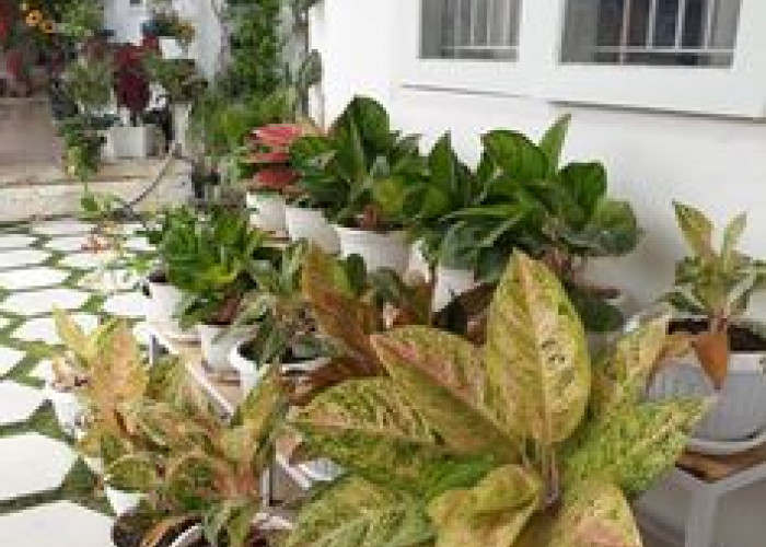 Letakkan di Depan Rumah, Ini 5 Tanaman Hias Pembawa Keberuntungan Menurut Feng Shui