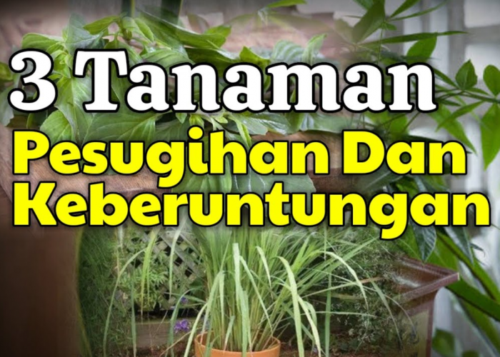 Hunian Makin Asri! 3 Tanaman Hias Penarik Rezeki yang Bisa Diletakan di Halaman Rumah atau di Dalam Rumah