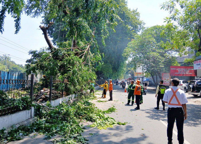Antisipasi Terjadinya Pohon Tumbang Disekitar Stasiun Cirebonprujakan, PT KAI Daop 3 Lakukan Ini 