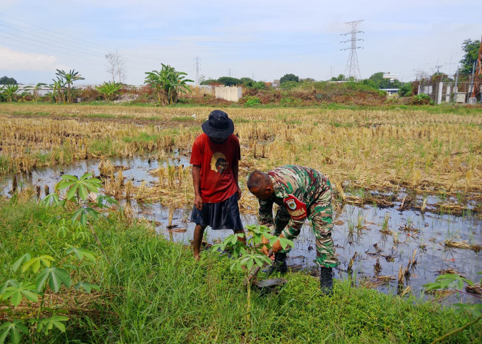 Babinsa Kelurahan Larangan Dampingi Petani Siapkan Lahan untuk Musim Tanam Padi