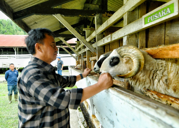 Komitmen Dukung Program Ketahanan Pangan, Jabar Tingkatkan Pembibitan Domba Garut