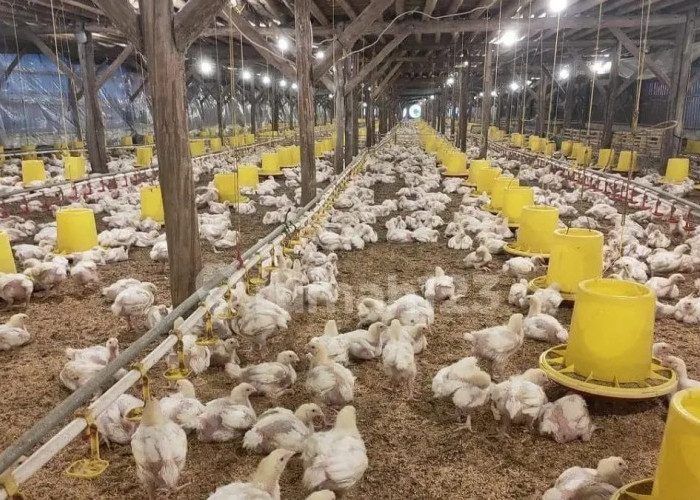 'Mal Kandang Ayam' di Selatan Kota