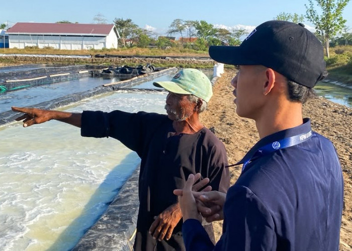 Abrasi Telan 50 Hektare Lahan Garam di Cirebon, Petani Kehilangan Mata Pencaharian