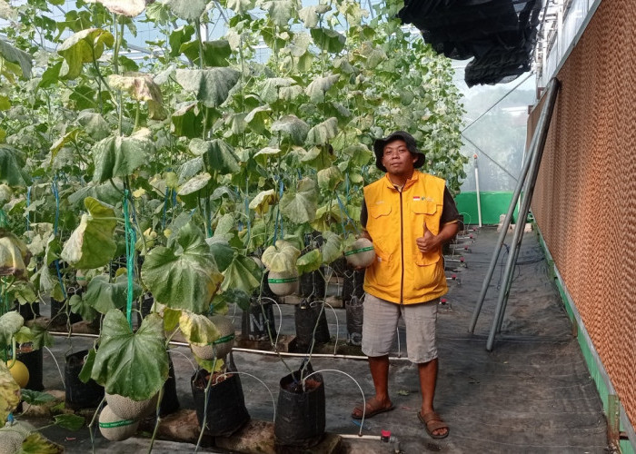 Unit Usaha BumDes Wanayasa, Wisata Petik Melon Menguntungkan Sepanjang Tahun